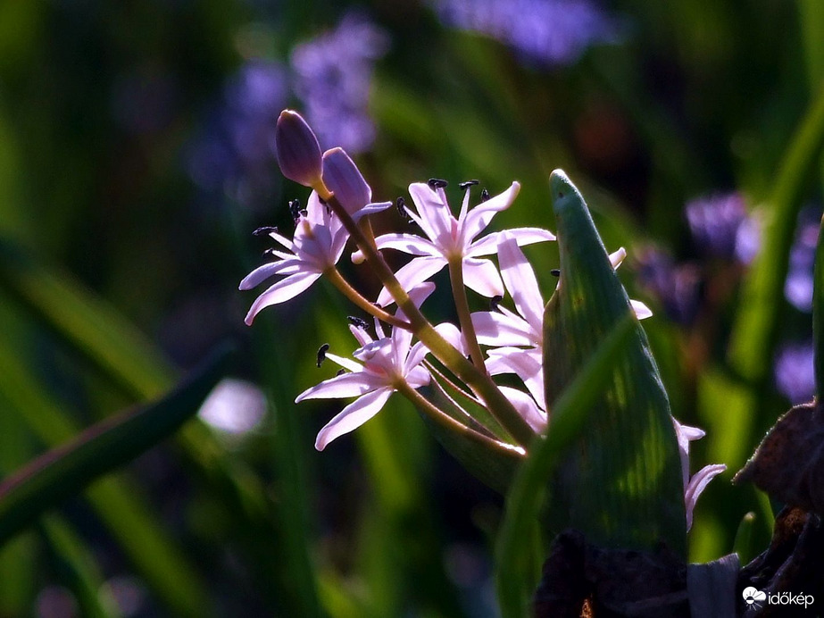 Még egy kis csillagvirág -