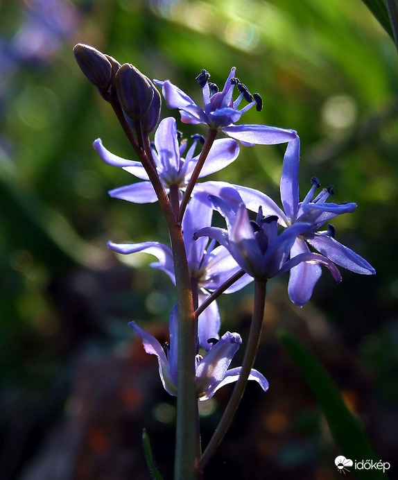 Nyújtózás a fény felé