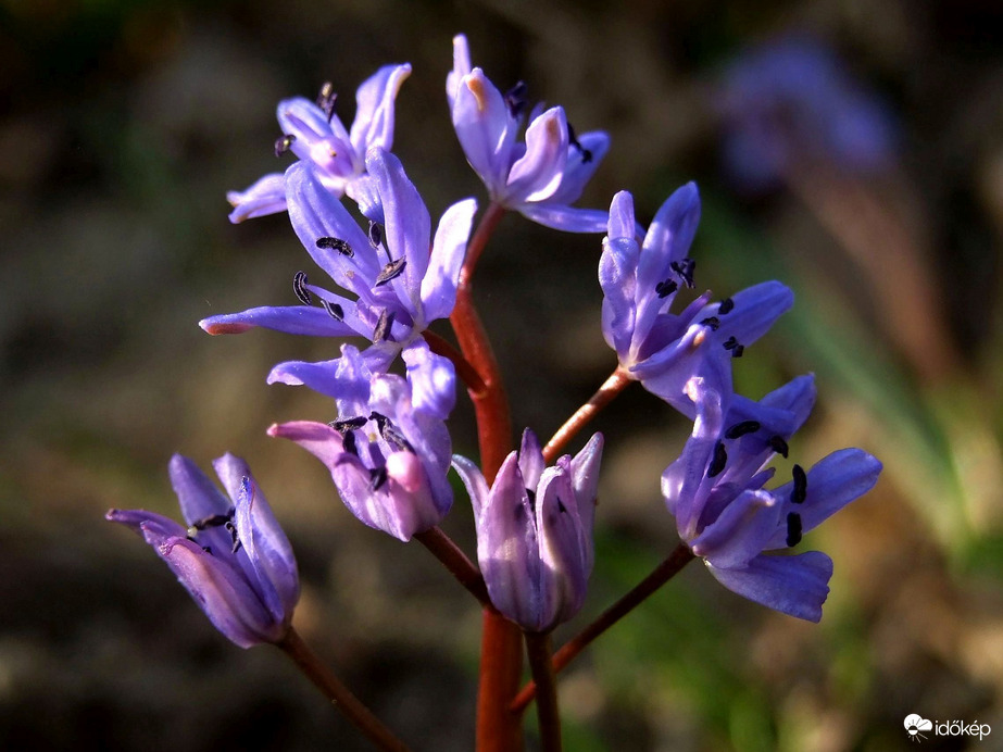 Elérte a tavasz a Beliczay-szigetet