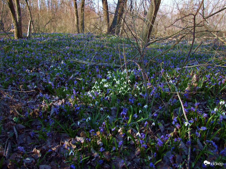 Virágszőnyeg az erdő alján