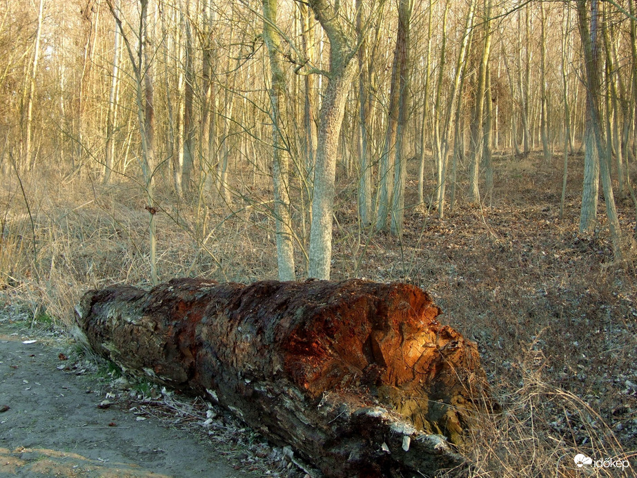 Az erdő még kopár