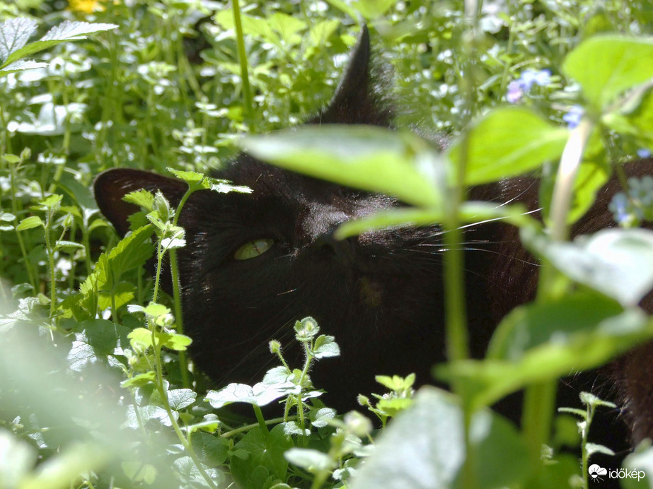 Ezektől a madaraktól nem lehet nyugodtan feküdni...