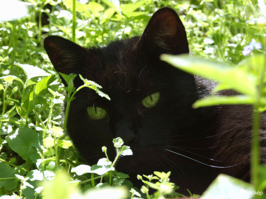 Ez vajon milyen növény lehet...:)  