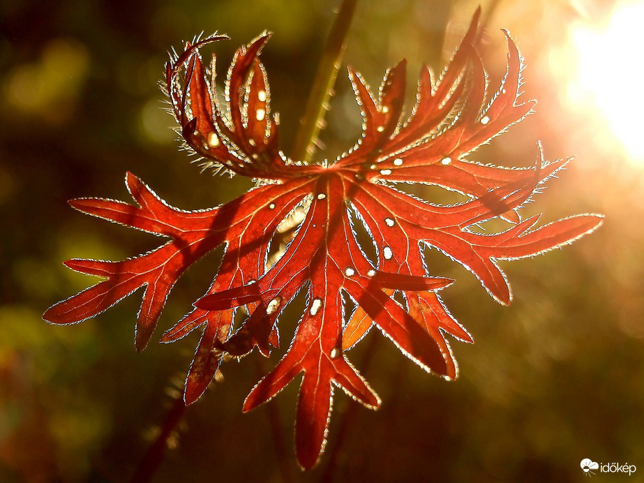 Már nem csak az orra piros :) 