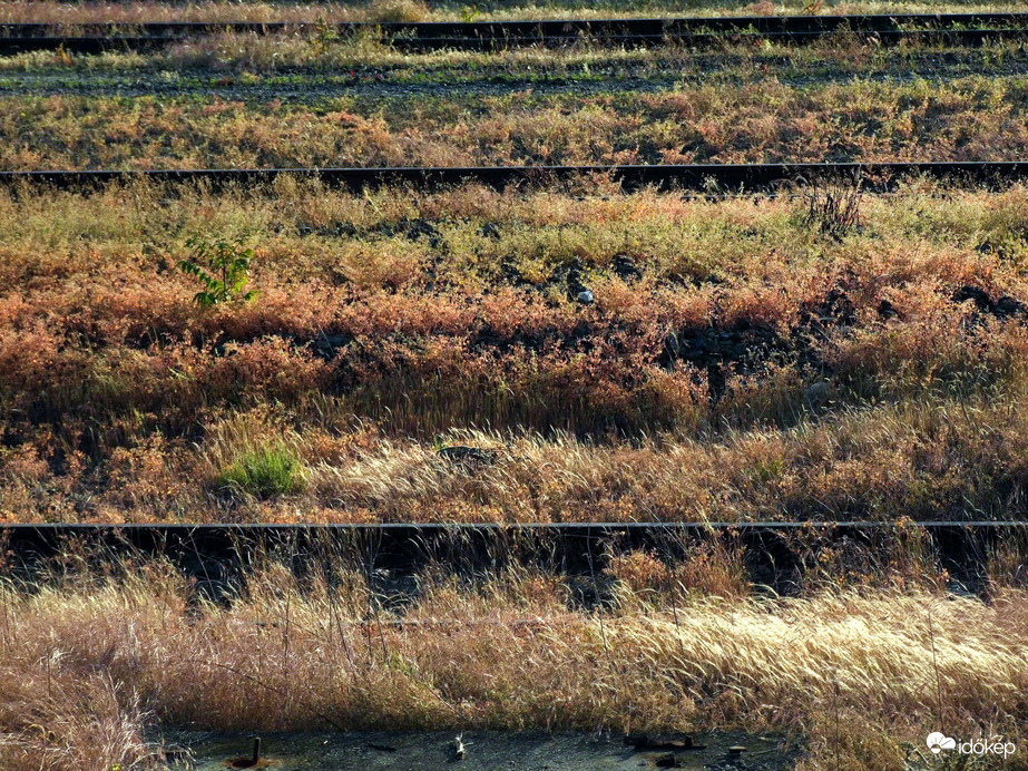 Gondozott MÁV-terület :)