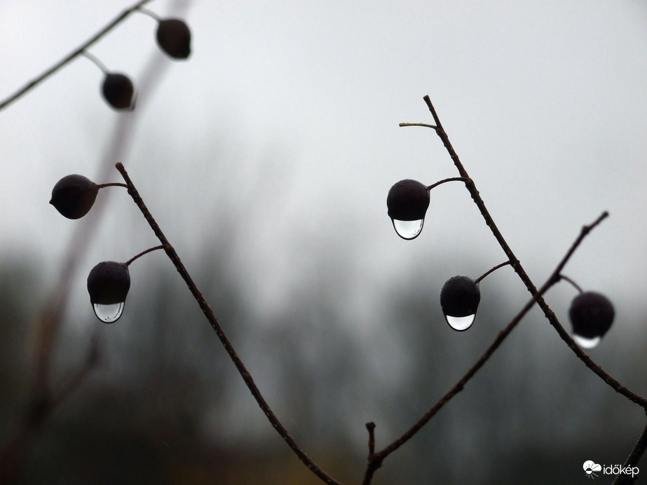 Páracseppek 