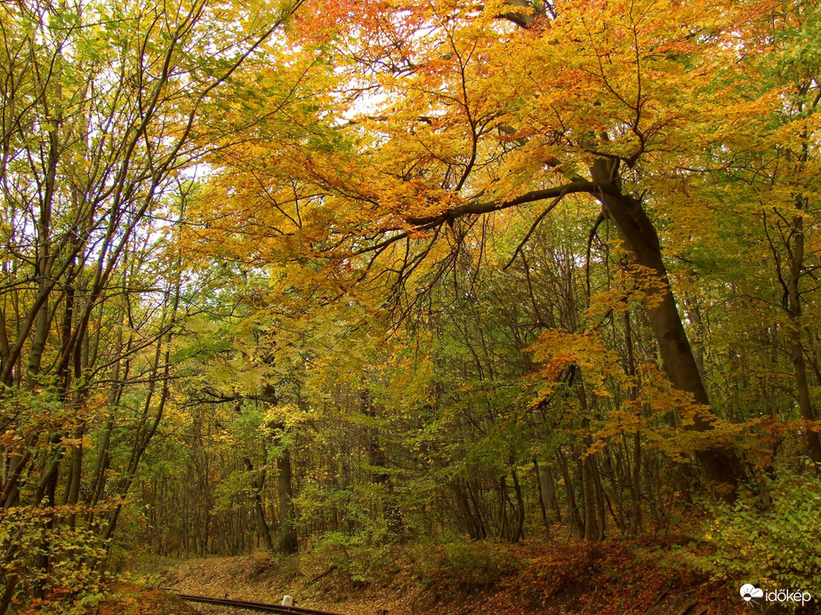 Őszi kirándulás - A Normafa és környéke ősszel 