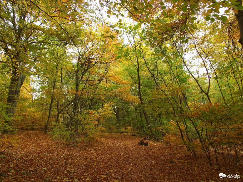 Őszi kirándulás - A Normafa és környéke ősszel 