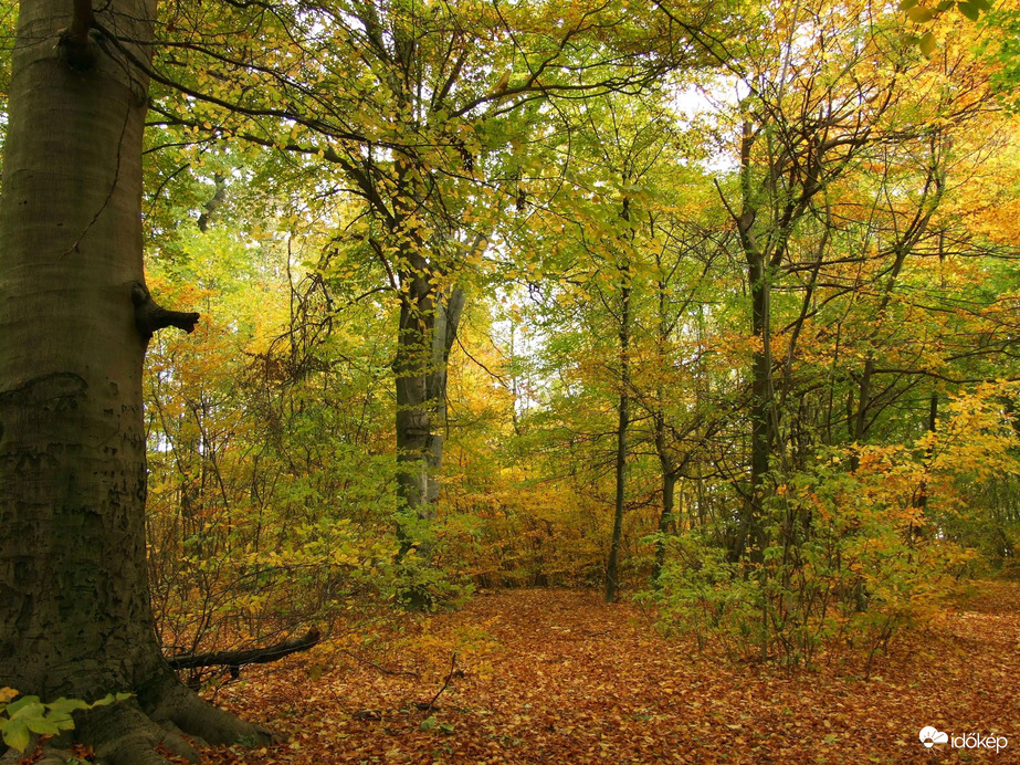 Őszi kirándulás - A Normafa és környéke ősszel 