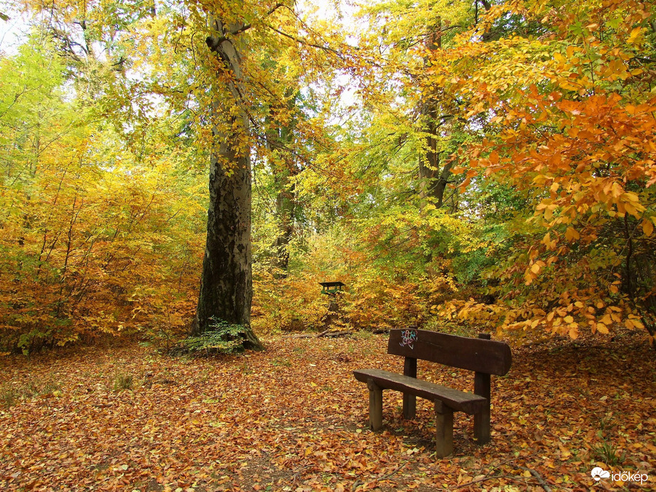 Őszi kirándulás - A Normafa és környéke ősszel 