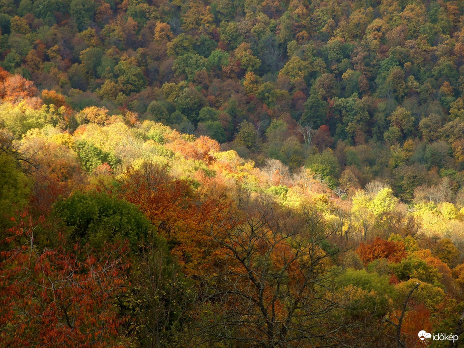 Őszi kirándulás - A Normafa és környéke ősszel 