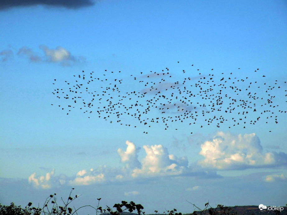 Madarak szállnak...