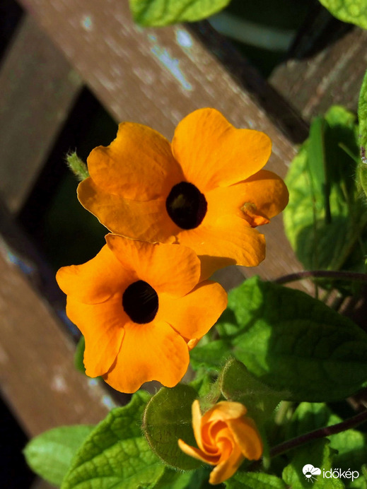 Te mondd meg, ki vagyok! :)