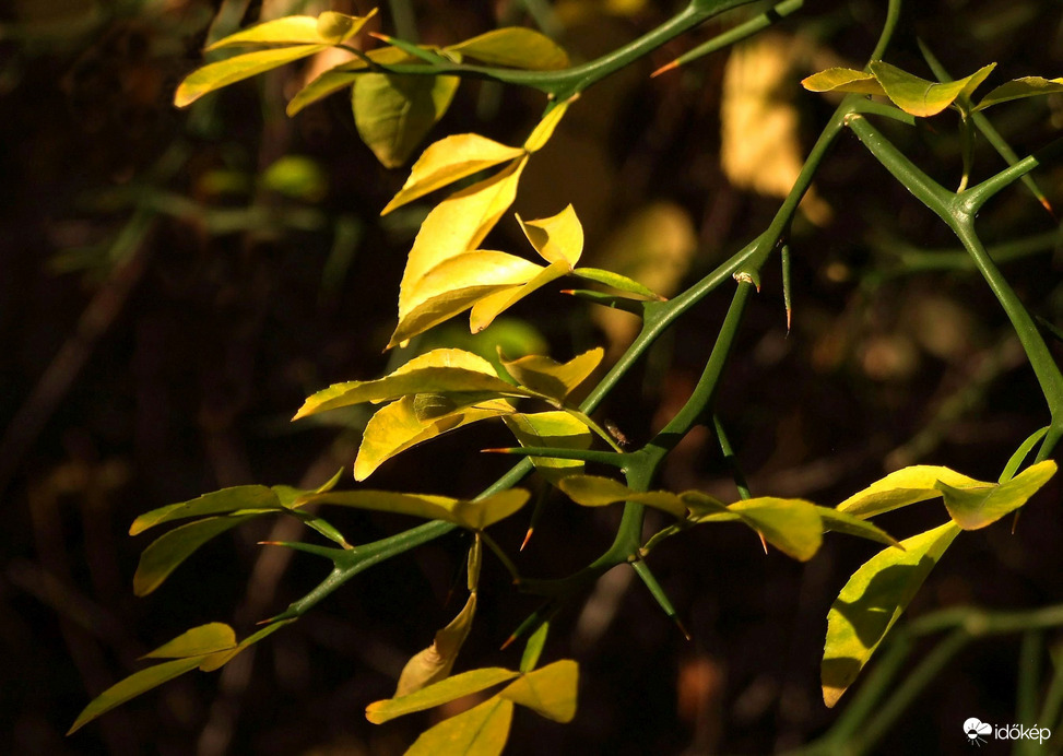 Délelőtti fényben 