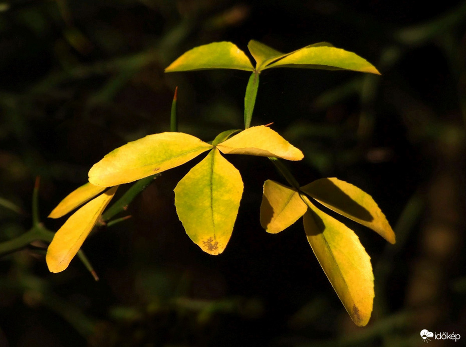 Délelőtti fényben II.