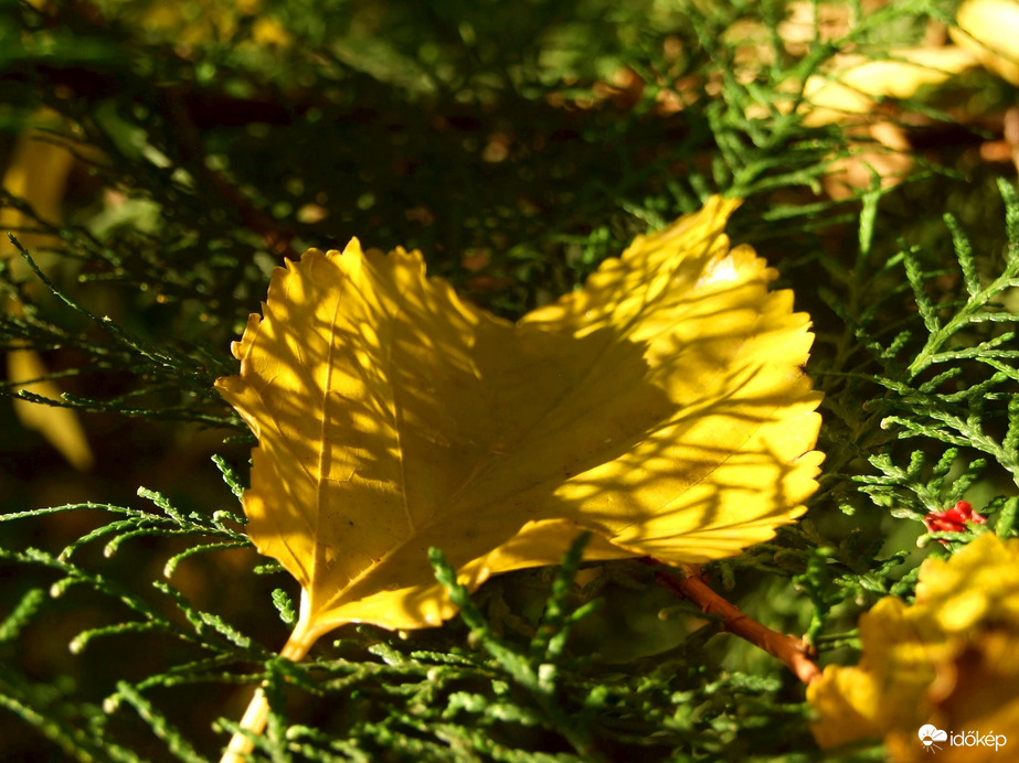 Csak idáig jutott :) 