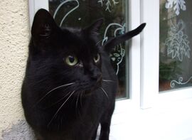 Megjöttek a madarak! :)