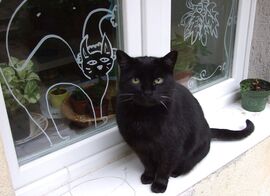 Macskák az ablakban! :) 