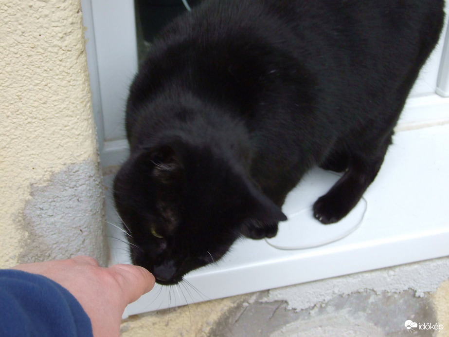 Szagmintavétel és gazdiellenőrzés :)