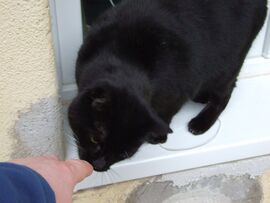 Szagmintavétel és gazdiellenőrzés :)