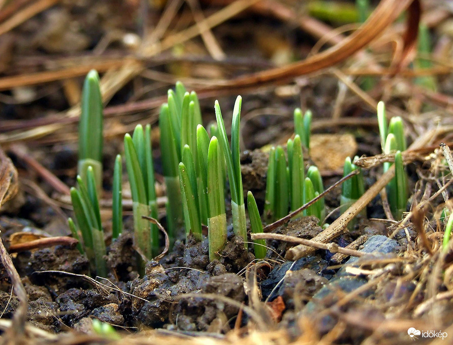 Hóvirág-kezdetek...