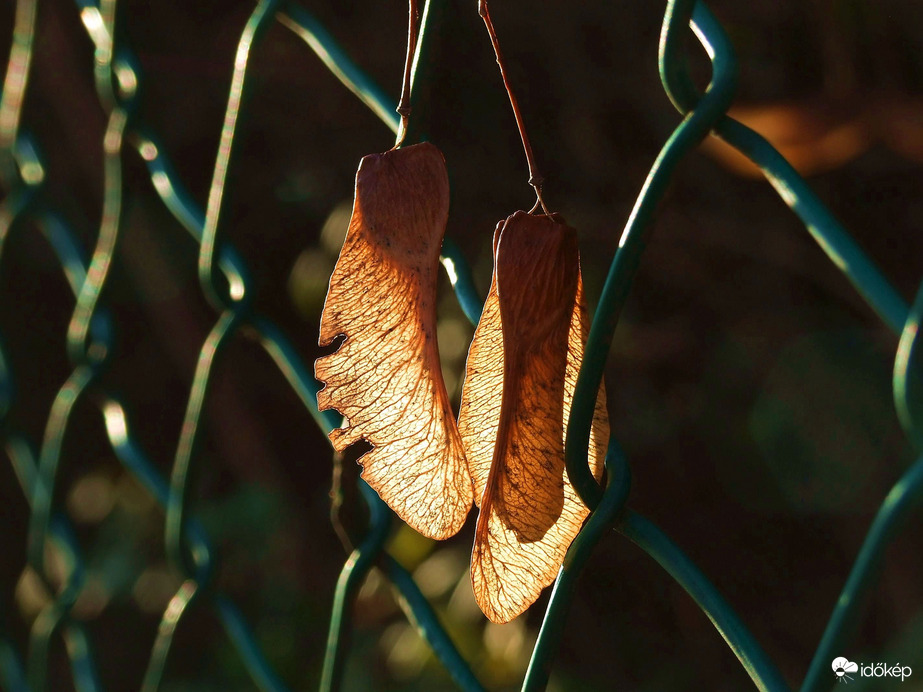 Függeszkedés ellenfényben :)