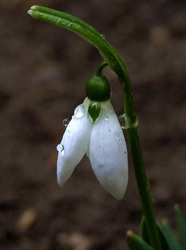 Nálunk is kinyílt az első 