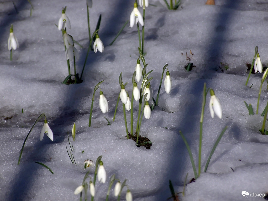 Lassan kiengednek a hóvirágok is 
