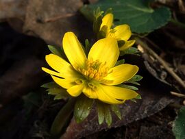 "Madártávlat" - Téltemető 