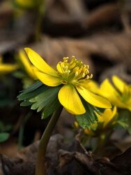 Oldalnézet - Téltemető