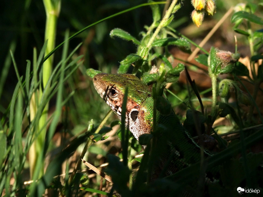 Tökéletes mimikri? :)