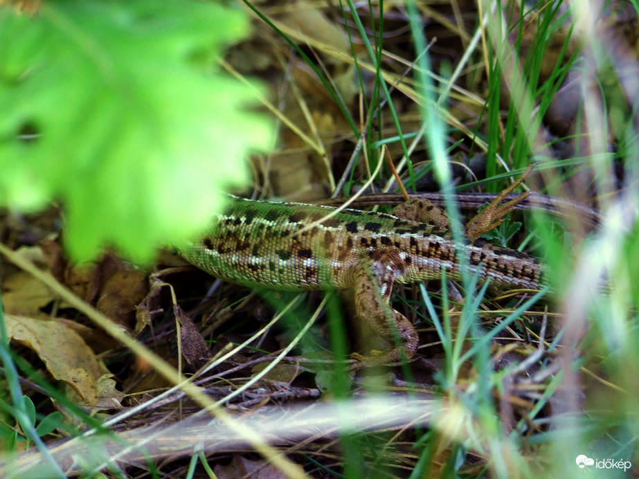 Kilóg a gyíkláb! :)