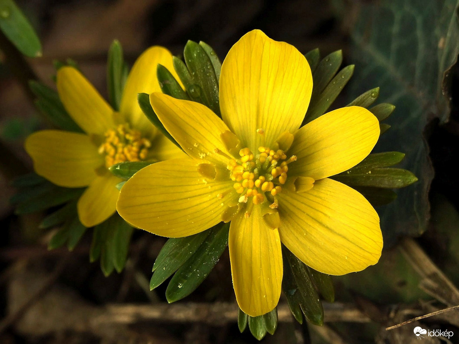 Közelről - Téltemető 