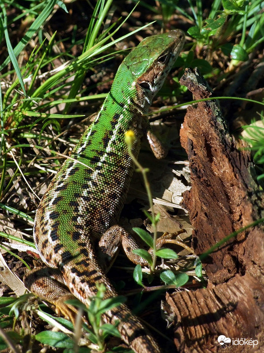 Ne gyere közelebb! :)