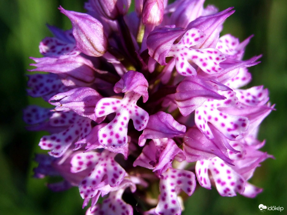 Egy méh szemszögéből :) 