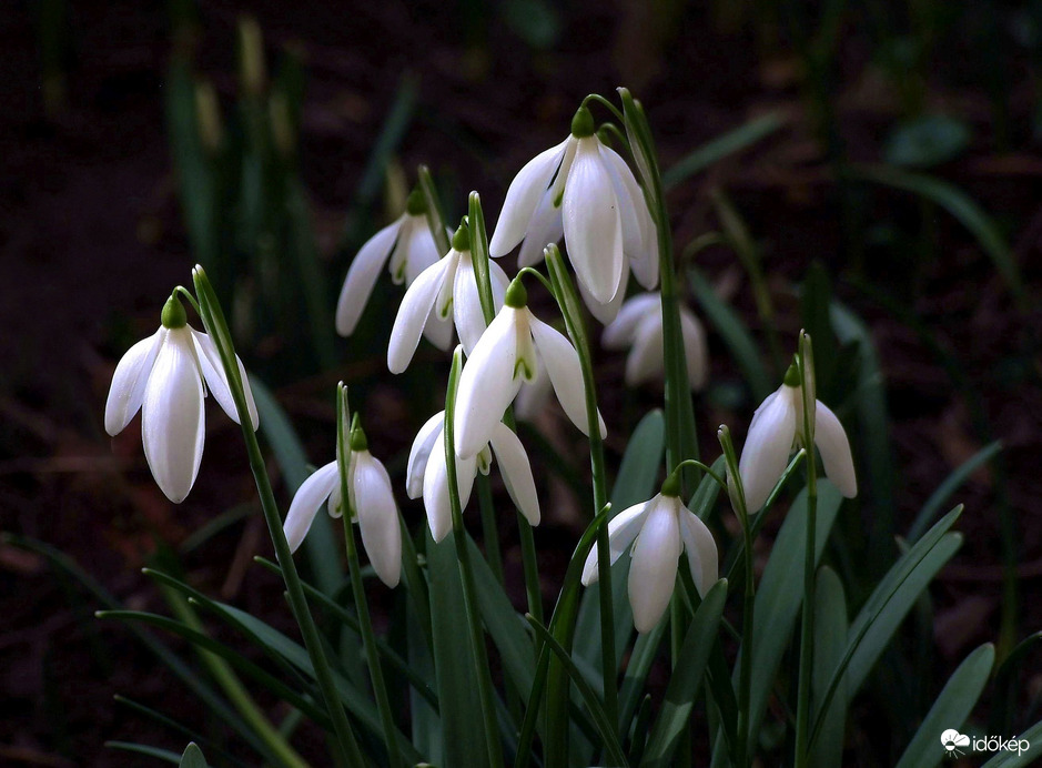 Délelőtti fényben 