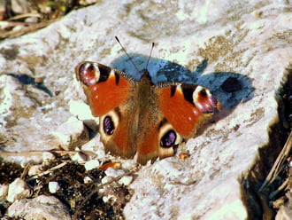 Szelektől megtépázva