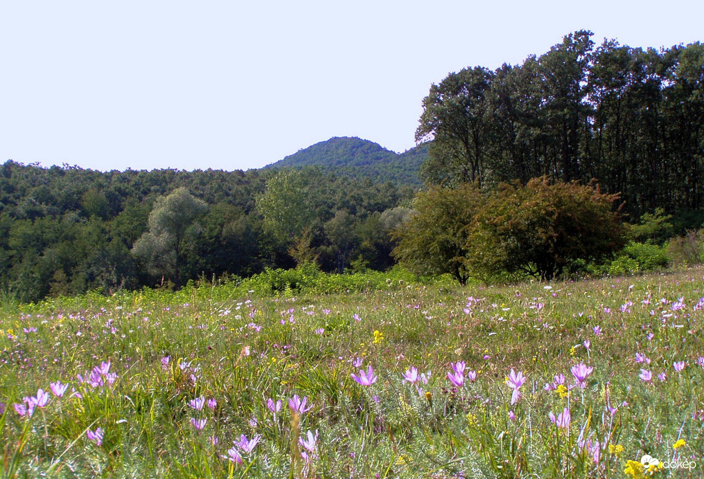 Kikericsek a réten 