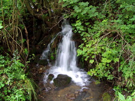 Erdei csobogó 