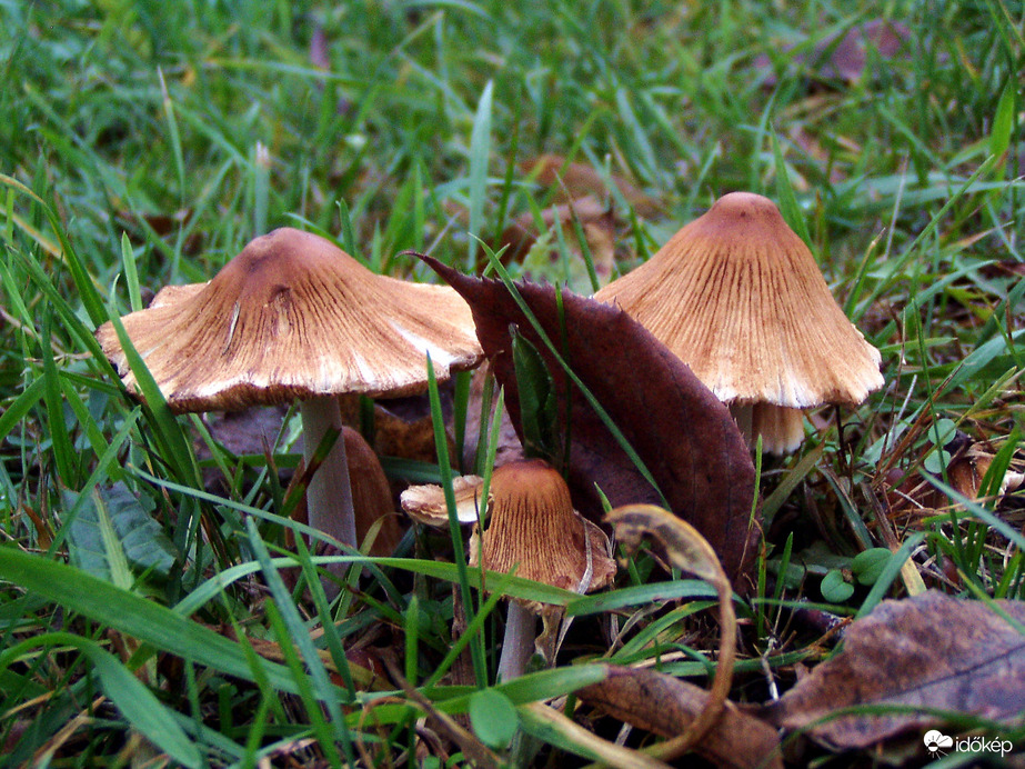 Decemberi gombacsek :)