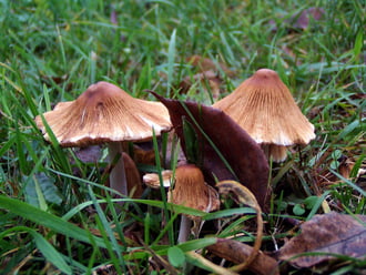 Decemberi gombacsek :)