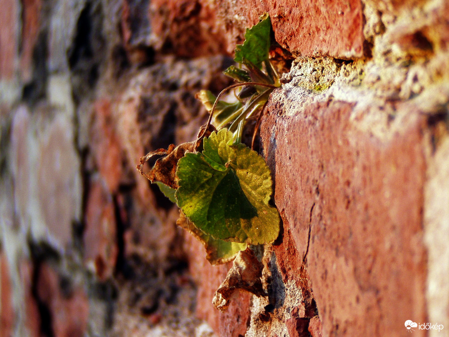 Lenne itt élet, de...