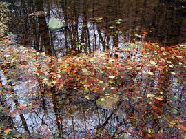 Öszi-téli tükör :) 