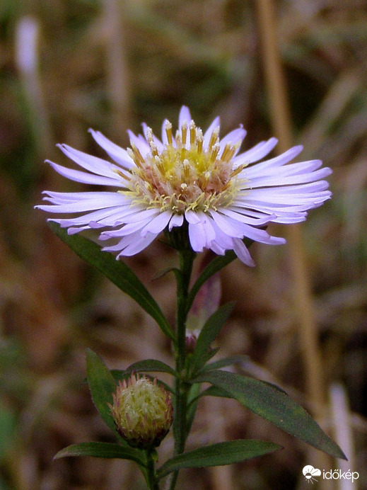 Kis adventi virág :) 
