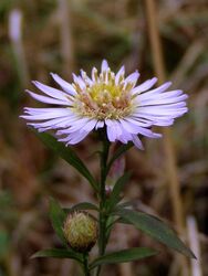 Kis adventi virág :) 