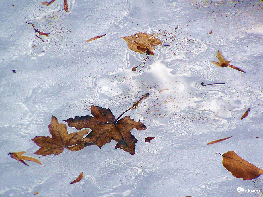 A jég hátán is levél :)