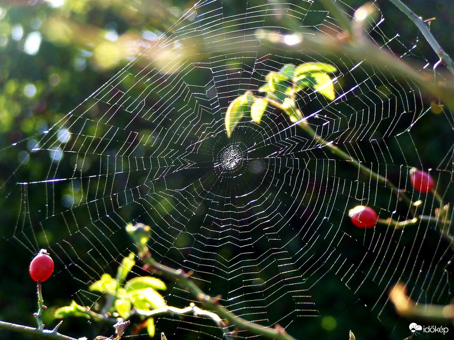 A tulaj jelenleg nincs itthon :)