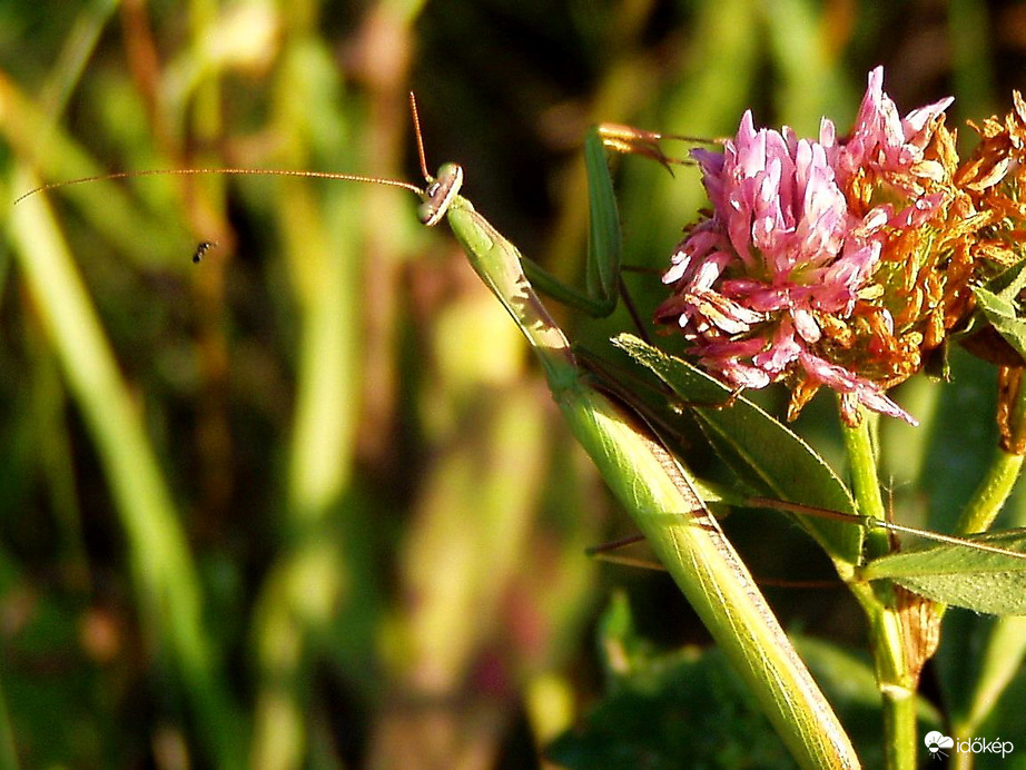 Jé, épp it jön a vacsora! :)