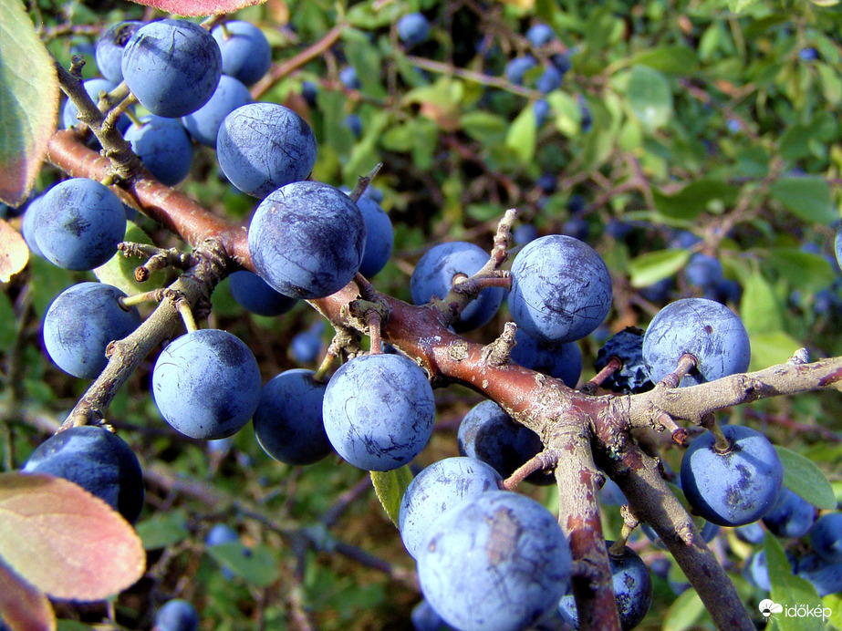 Kék a kökény, recece! :)