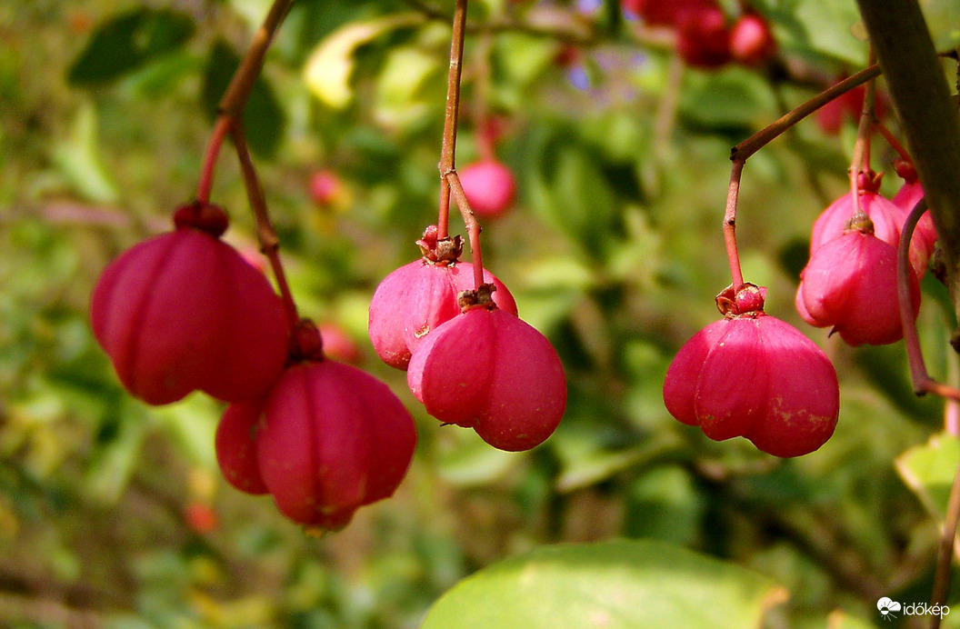 Szépen virul a kecskerágó 